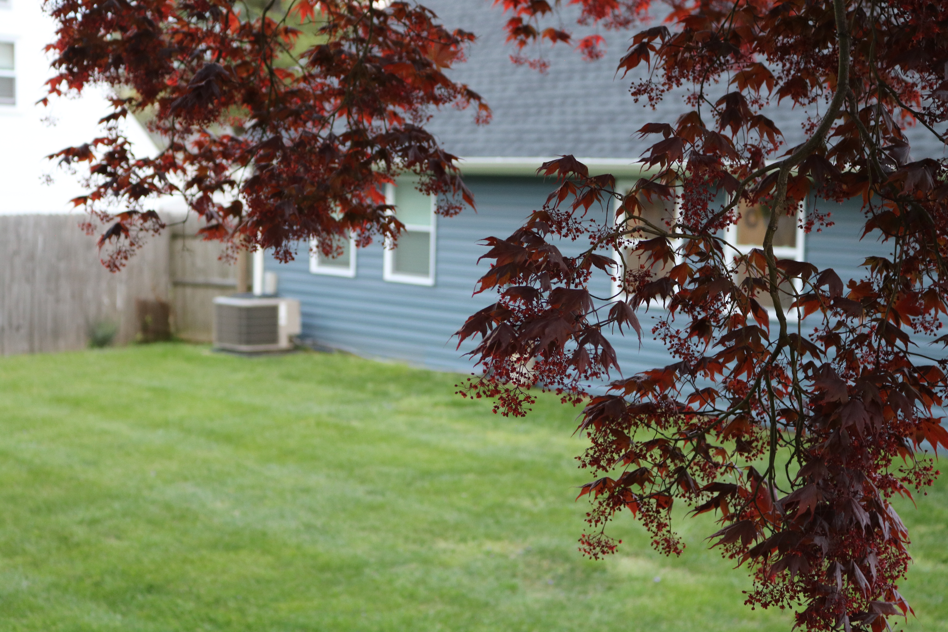 Private backyard green-space for outdoor meditation